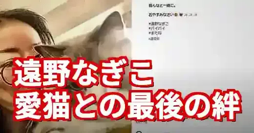 遠野なぎこさんの猫の死因は？愛猫「愁くん」無事保護と深い絆 (関連: 芸能, ライフスタイル)
